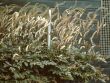 Baumschule Horstmann: September Silberkerze, Cimicifuga ramosa Atropurpurea , Topfballen