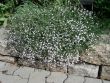 Baumschule Horstmann: Kriechendes Schleierkraut, Gypsophila repens `Rosenschleier`, Topfballen
