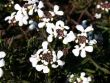Immergr�ne Schleifenblume