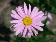 [Bild Bunte Margerite]