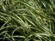 [Bild Garten Gold Segge]