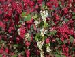 [Bild Zierjohannisbeere 'Snowflame']