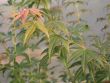 Baumschule Horstmann: Fächer - Ahorn Shino buga oka , 40 - 60 cm, Acer palmatum Shino buga oka