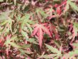 Baumschule Horstmann: Fächer - Ahorn Taylor , 25 - 30 cm, Acer palmatum Taylor , Containerware