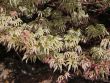 Baumschule Horstmann: Fächer - Ahorn Ukigumo , 40 - 60 cm, Acer palmatum Ukigumo , Containerware