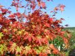 Baumschule Horstmann: Fächerahorn Sangokaku , 60 - 80 cm, Acer palmatum Sangokaku , Containerware