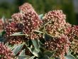 [Bild Skimmie / Bl�tenskimmie]