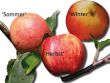 [Bild Familienbaum Apfel - drei verschiedene Sorten, wie z. B. 'Sommer-, Herbst-, Winterapfel']