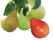 Familienbaum - drei Birnensorten als Sommer-, Herbst- und Winterbirne