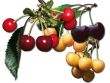 [Bild Familienbaum Kirsche - drei verschiedene Sorten, wie z.B. 'rote, rotbraune bis schwarze Kirschen']