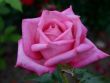 Rose Wedding Bells Foto Horstmann