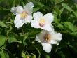 Bild Pfeifenstrauch / Falscher Jasmin (Dame Blanche)