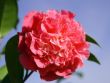 [Bild Japanische Kamelie 'Debbie' rosa]