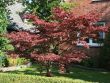 Baumschule Horstmann: Roter Fächerahorn Atropurpureum , 80 - 100 cm, Acer palmatum Atropurpureum