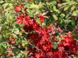 Baumschule Horstmann: Zierquitte Elly Mossel , 30 - 40 cm, Chaenomeles Elly Mossel , Containerware