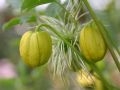 Clematis 'Golden Tiara' - Clematis serratifolia 'Golden Tiara'