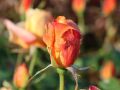 Edelrose 'Sutter's Gold' - Rosa 'Sutter's Gold'