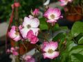 Bodendeckerrose 'Ballerina' - Rosa 'Ballerina'