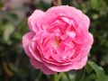 Beetrose 'Rosenfee' � - Rosa 'Rosenfee' �