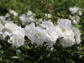 Strauchrose 'Schneewittchen' � - Rosa 'Schneewittchen' �