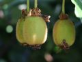 Kiwi 'Solo' selbstfruchtend - Actinidia deliciosa 'Solo'