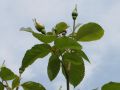 Kletterrose 'Golden Showers' � - Rosa 'Golden Showers' �