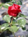 Kletterrose 'Sympathie' - Rosa 'Sympathie'