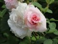 Parkrose 'Fritz Nobis' - Rosa 'Fritz Nobis'