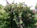 Wildrose 'Moyesii' - Rosa 'Moyesii'