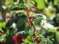 Wildrose omeiensis pteracantha - Rosa omeiensis pteracantha