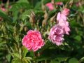 Strauchrose 'Pink Grootendorst' - Rosa 'Pink Grootendorst'