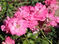 Bodendeckerrose 'Mirato' � - Rosa 'Mirato' �
