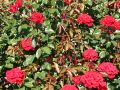 Edelrose 'Rebell' � - Rosa 'Rebell' �