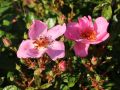 Bodendeckerrose 'Sweet Haze' � - Rosa 'Sweet Haze' �