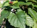 China Losbaum - Clerodendrum bungei