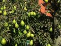 Herbstbirne 'K�stliche von Charneux' - Pyrus 'K�stliche von Charneux'