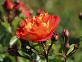 Beetrose 'Gebr�der Grimm' � / Joli Tambour � - Rosa 'Gebr�der Grimm' � / Joli Tambour �
