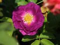 Beet-, Strauchrose 'Rhapsody in Blue' � - Rosa 'Rhapsody in Blue' �