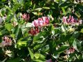 Gei�blatt / Gei�schlinge 'American Beauty' - Lonicera heckrottii 'American Beauty'