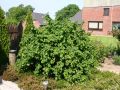 Korkenzieherhaselnuss 'Contorta' - Corylus avellana 'Contorta'