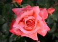 Edelrose 'Hamburger Deern' � - Rosa 'Hamburger Deern' �