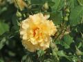 Strauchrose 'Postillion' � - Rosa 'Postillion' �