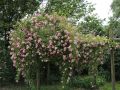 Ramblerrose 'Bonny' � - Rosa 'Bonny' �