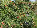 Herbstapfel 'Elstar' � - Malus 'Elstar' �