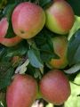 Apfel 'Rewena'  � - Malus 'Rewena'  �