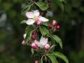 S�ulenapfel Ballerina 'Waltz'  � - Malus Ballerina 'Waltz' �