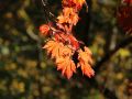 Japanischer Feuerahorn - Acer japonicum 'Aconitifolium'