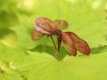 Ahorn,  Japanischer Goldahorn 'Aureum' - Acer shirasawanum 'Aureum'