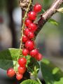 Rote Johannisbeere 'Junifer' - Ribes rubrum 'Junifer'