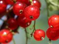 Rote Johannisbeere 'Rolan' - Ribes rubrum 'Rolan'